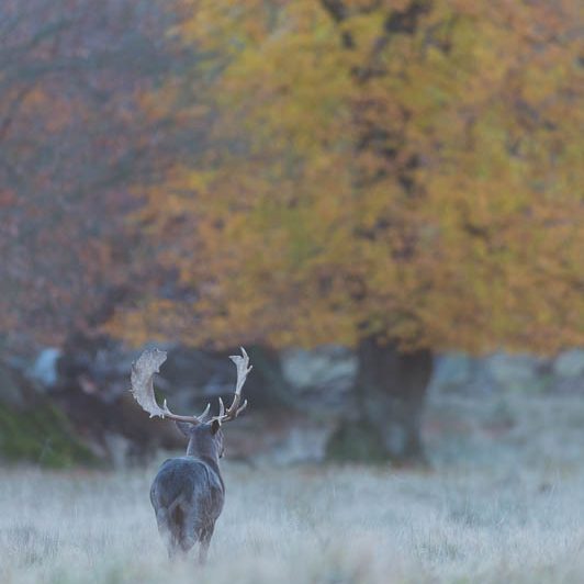 Jægerborg Dyrehave II (22) Jægerborg Dyrehave II - Cervidés du Danemark - Copenhague - Daim