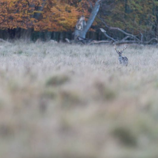 Jægerborg Dyrehave II (23) Jægerborg Dyrehave II - Cervidés du Danemark - Copenhague - Daim