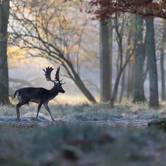Jægerborg Dyrehave II (3) Jægerborg Dyrehave II - Cervidés du Danemark - Copenhague - Daim
