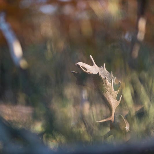 Jægerborg Dyrehave II (4) Jægerborg Dyrehave II - Cervidés du Danemark - Copenhague - Daim