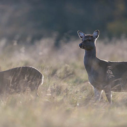 Jægerborg Dyrehave II (5) Jægerborg Dyrehave II - Cervidés du Danemark - Copenhague - Biche