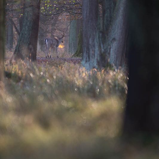 Jægerborg Dyrehave II (6) Jægerborg Dyrehave II - Cervidés du Danemark - Copenhague - Daim