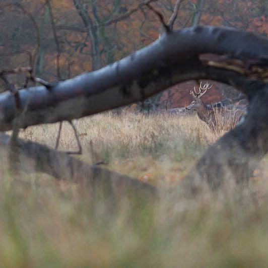 Jægerborg Dyrehave II (7) Jægerborg Dyrehave II - Cervidés du Danemark - Copenhague - Cerf