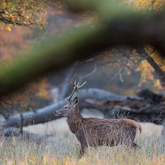 Jægerborg Dyrehave II (8) Jægerborg Dyrehave II - Cervidés du Danemark - Copenhague - Cerf Sika