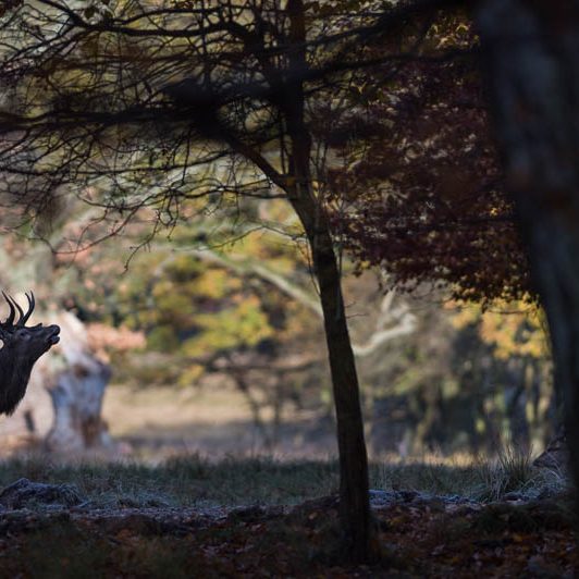 Jægerborg Dyrehave II (9) Jægerborg Dyrehave II - Cervidés du Danemark - Copenhague - Cerf