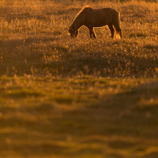 Westfjords Islande (13) Westfjords Islande - Cheval islandais