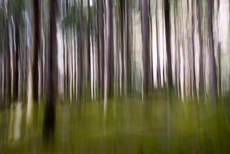 Forêt - Pose longue - Pyrénées