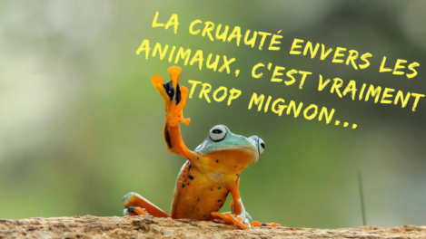 La cruauté envers les animaux, c'est vraiment trop mignon...