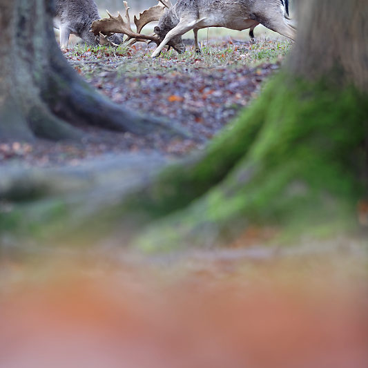 Klampenborg - Danemark - Copenhague - Animalier - Cerf - Daim - Voyage photo VP23