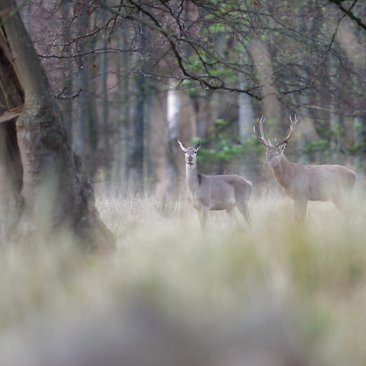 Klampenborg - Danemark - Copenhague - Animalier - Cerf - Daim - Voyage photo VP23