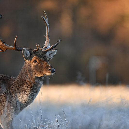 Klampenborg - Danemark - Copenhague - Animalier - Cerf - Daim - Voyage photo VP23