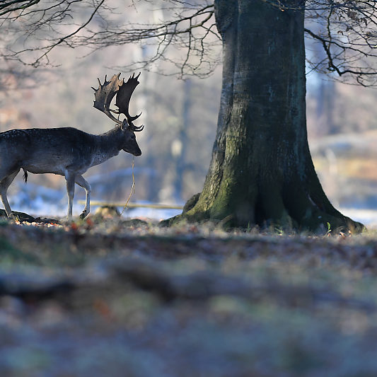 Klampenborg - Danemark - Copenhague - Animalier - Cerf - Daim - Voyage photo VP23