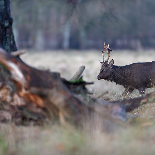 Klampenborg - Danemark - Copenhague - Animalier - Cerf - Daim - Voyage photo VP23