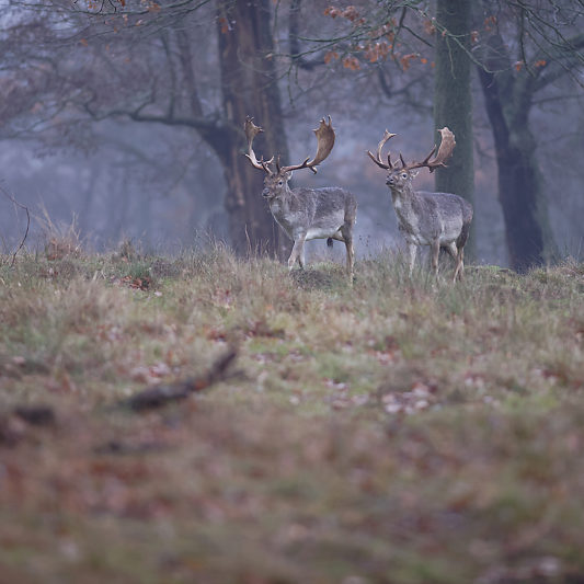 Klampenborg - Danemark - Copenhague - Animalier - Cerf - Daim - Voyage photo VP23