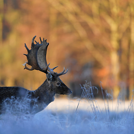 Klampenborg - Danemark - Copenhague - Animalier - Cerf - Daim - Voyage photo VP23