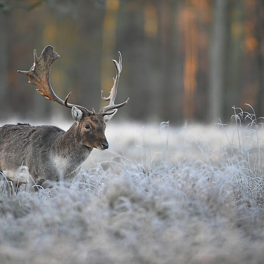 Klampenborg - Danemark - Copenhague - Animalier - Cerf - Daim - Voyage photo VP23
