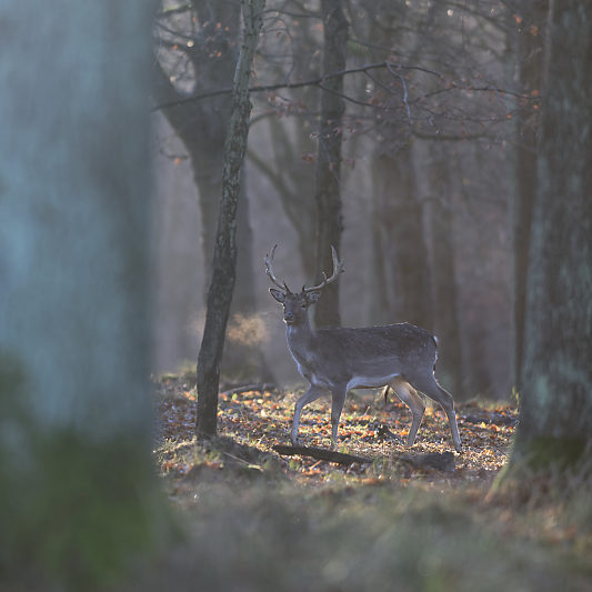 Klampenborg - Danemark - Copenhague - Animalier - Cerf - Daim - Voyage photo VP23