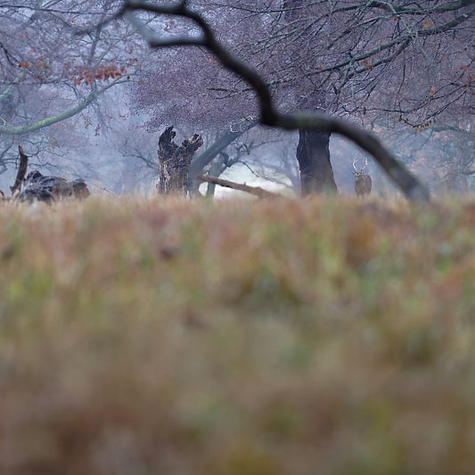 Klampenborg - Danemark - Copenhague - Animalier - Cerf - Daim - Voyage photo VP23