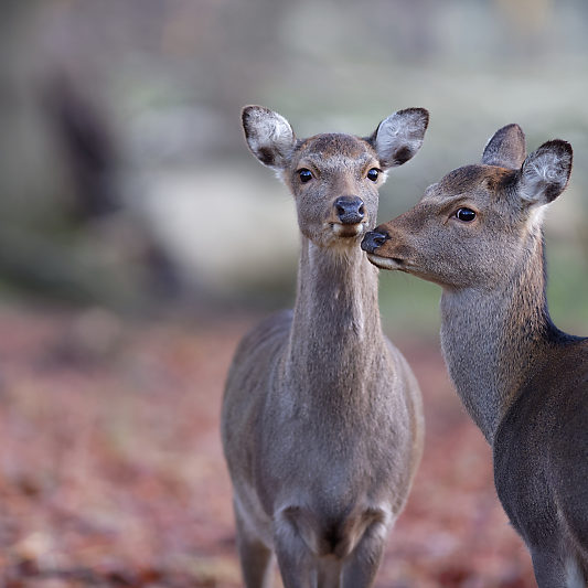 Klampenborg - Danemark - Copenhague - Animalier - Cerf - Daim - Voyage photo VP23