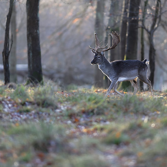 Klampenborg - Danemark - Copenhague - Animalier - Cerf - Daim - Voyage photo VP23