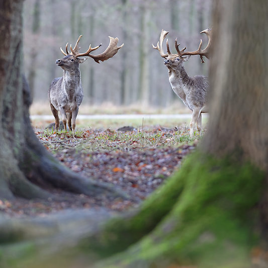 Klampenborg - Danemark - Copenhague - Animalier - Cerf - Daim - Voyage photo VP23