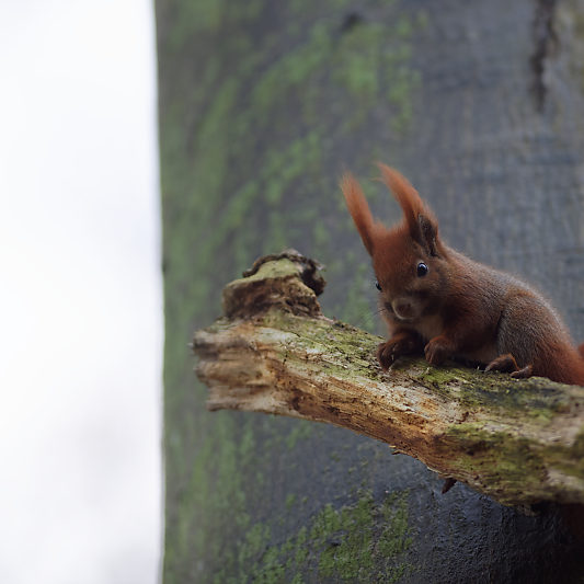 Klampenborg - Danemark - Copenhague - Animalier - Cerf - Daim - Voyage photo VP23
