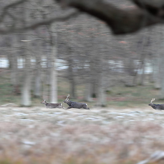 Klampenborg - Danemark - Copenhague - Animalier - Cerf - Daim - Voyage photo VP23