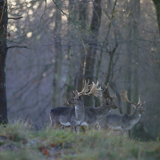 Klampenborg - Danemark - Copenhague - Animalier - Cerf - Daim - Voyage photo VP23