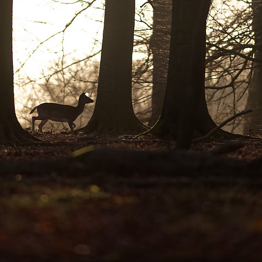 Klampenborg - Danemark - Copenhague - Animalier - Cerf - Daim - Voyage photo VP23