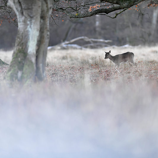 Klampenborg - Danemark - Copenhague - Animalier - Cerf - Daim - Voyage photo VP23