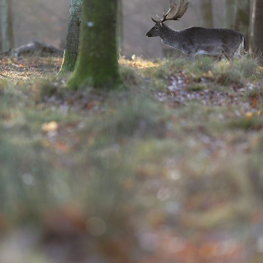Klampenborg - Danemark - Copenhague - Animalier - Cerf - Daim - Voyage photo VP23