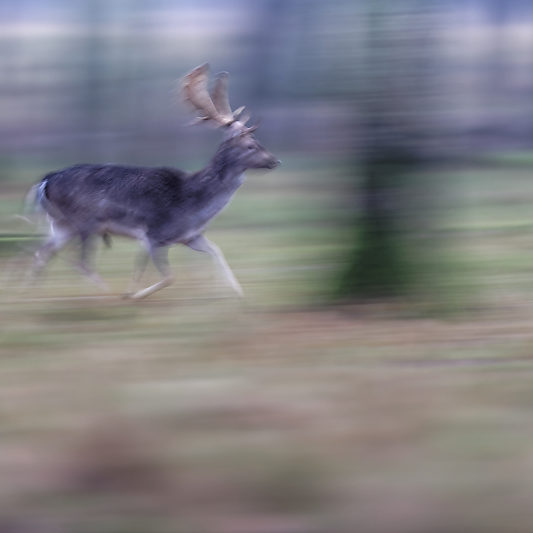 Klampenborg - Danemark - Copenhague - Animalier - Cerf - Daim - Voyage photo VP23