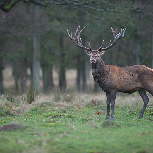 Klampenborg - Danemark - Copenhague - Animalier - Cerf - Daim - Voyage photo VP23