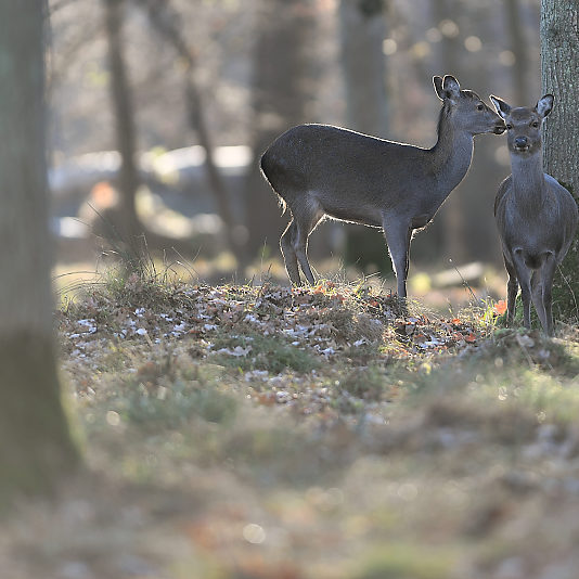 Klampenborg - Danemark - Copenhague - Animalier - Cerf - Daim - Voyage photo VP23