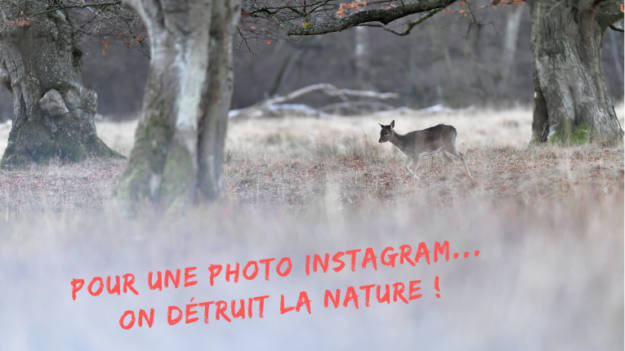 Pour une photo Instagram… on détruit la nature ! - Danemark - Animalier - Voyage photo VP23 - Copenhague