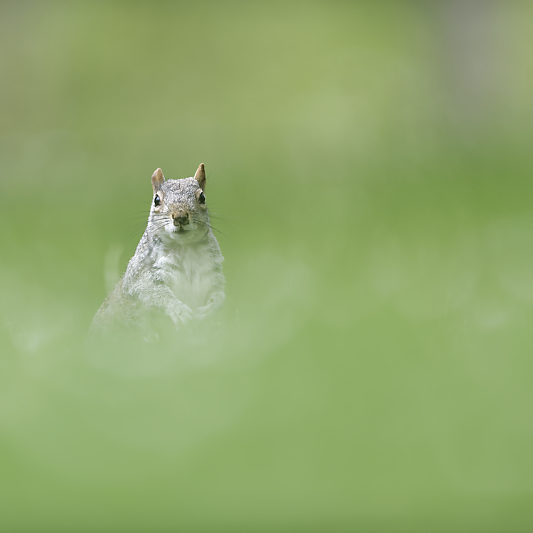 Écureuils de Londres - Green Park - St James's Park