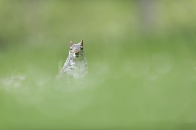 Écureuils de Londres - Green Park - St James's Park
