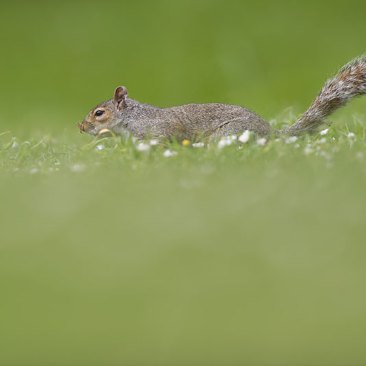 Ecureuils de Londres (12) Écureuils de Londres - Green Park - St James's Park