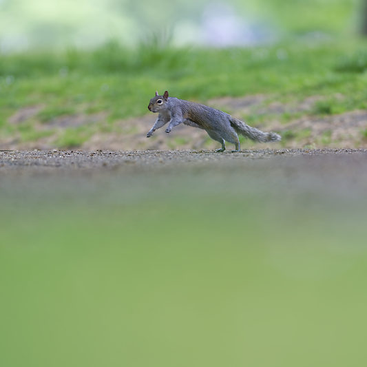 Ecureuils de Londres (14) Écureuils de Londres - Green Park - St James's Park