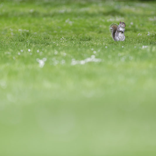 Ecureuils de Londres (15) Écureuils de Londres - Green Park - St James's Park
