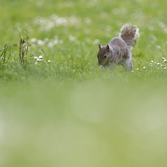 Ecureuils de Londres (16) Écureuils de Londres - Green Park - St James's Park