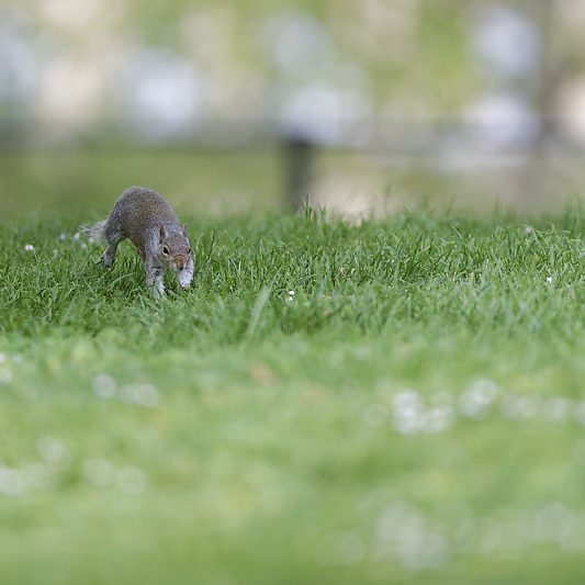 Ecureuils de Londres (18) Écureuils de Londres - Green Park - St James's Park