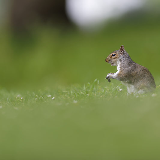 Ecureuils de Londres (19) Écureuils de Londres - Green Park - St James's Park