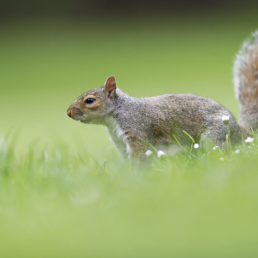 Ecureuils de Londres (2) Écureuils de Londres - Green Park - St James's Park