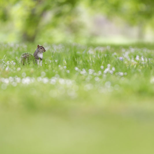 Ecureuils de Londres (3) Écureuils de Londres - Green Park - St James's Park