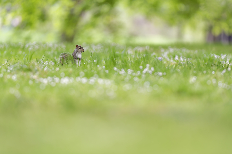 Écureuils de Londres - Green Park - St James's Park