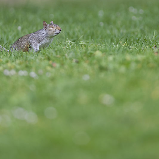 Ecureuils de Londres (4) Écureuils de Londres - Green Park - St James's Park