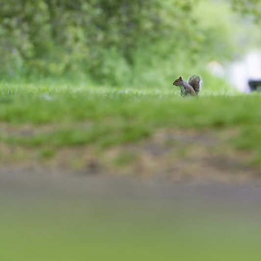 Ecureuils de Londres (7) Écureuils de Londres - Green Park - St James's Park