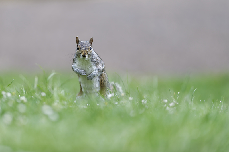 Écureuils de Londres - Green Park - St James's Park