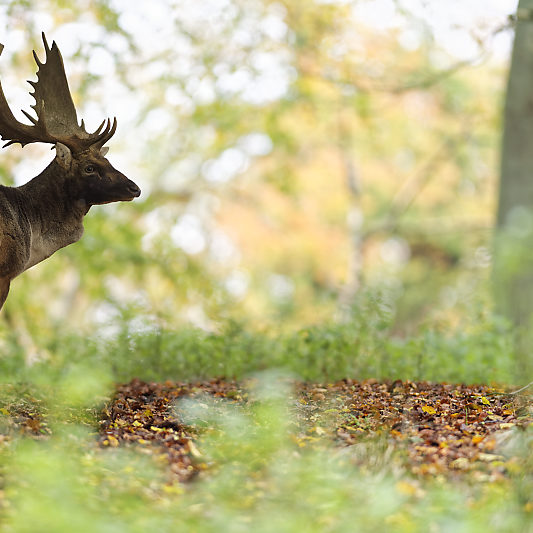 Dyrehaven - Danemark - Klampenborg - Copenhague - Copenhagen Deer park - Animalier - Parc